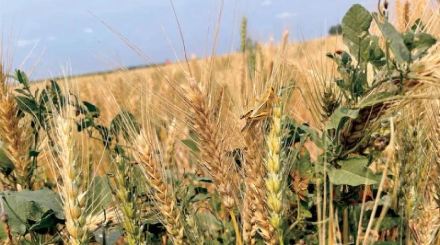 دعت وزارة «الزراعة» المستثمرين للاطلاع على ضوابط قبول التسجيل لتوريد إنتاجهم من القمح (رويترز)