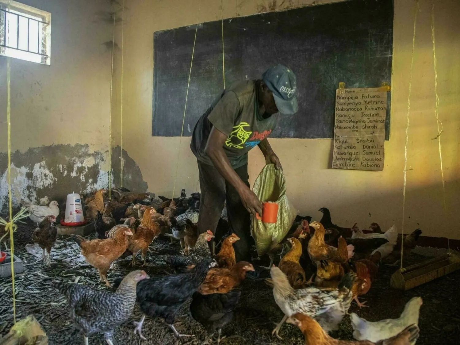 Musa Kalema, former headteacher at Cream Nursery and Primary school in Kampala, tends to chickens he keeps in one of his former classrooms following an almost two-year closure of learning institutions by the Ugandan government due to Covid-19 Badru KATUMBA AFP
