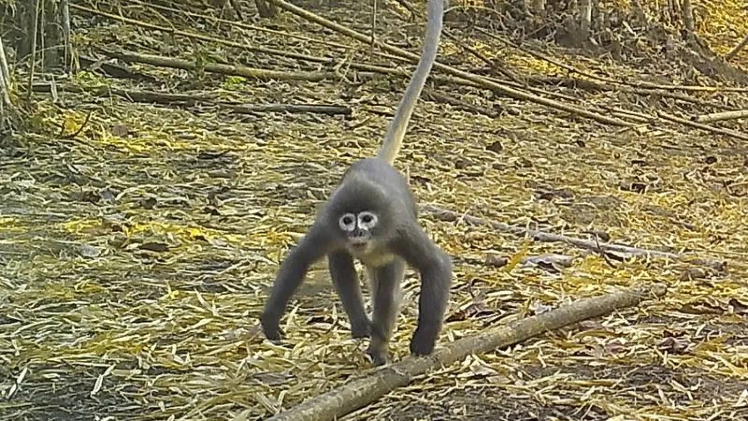 A Popa langur moves along a forest floor. The Popa langur is among 224 new species listed in the World Wildlife Fund's latest update on the Mekong region. AP


