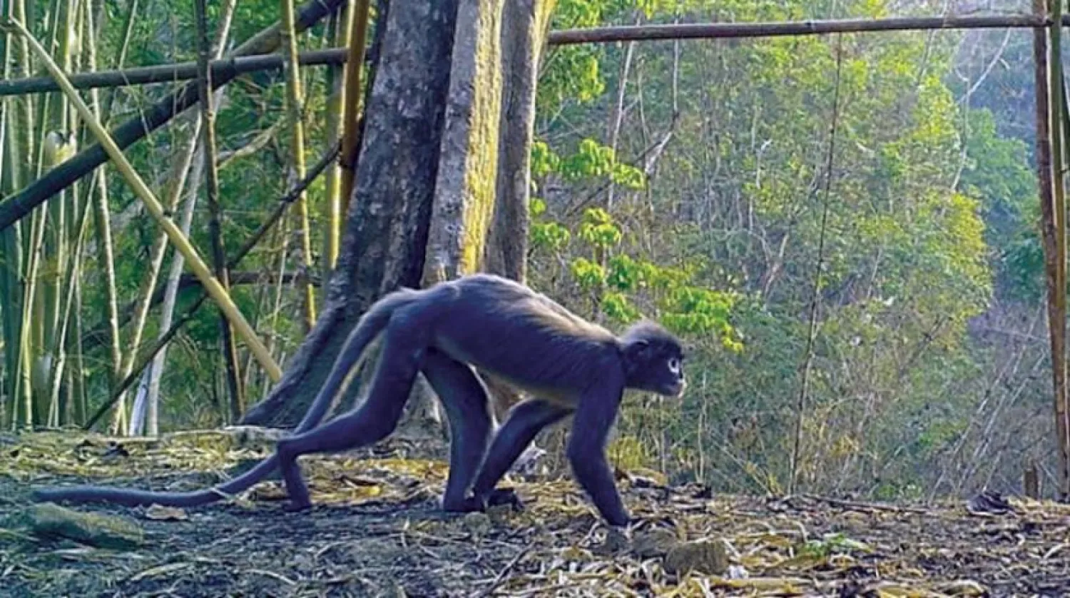 Popa Langur (Dünya Doğayı Koruma Vakfı)