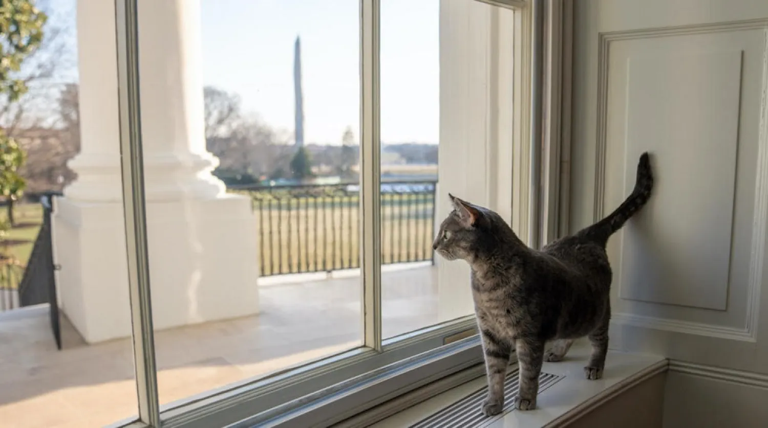 The Bidens introduced their new cat, a 2-year-old Tabby named Willow, to the world on Friday, January 28, 2022. (The White House)