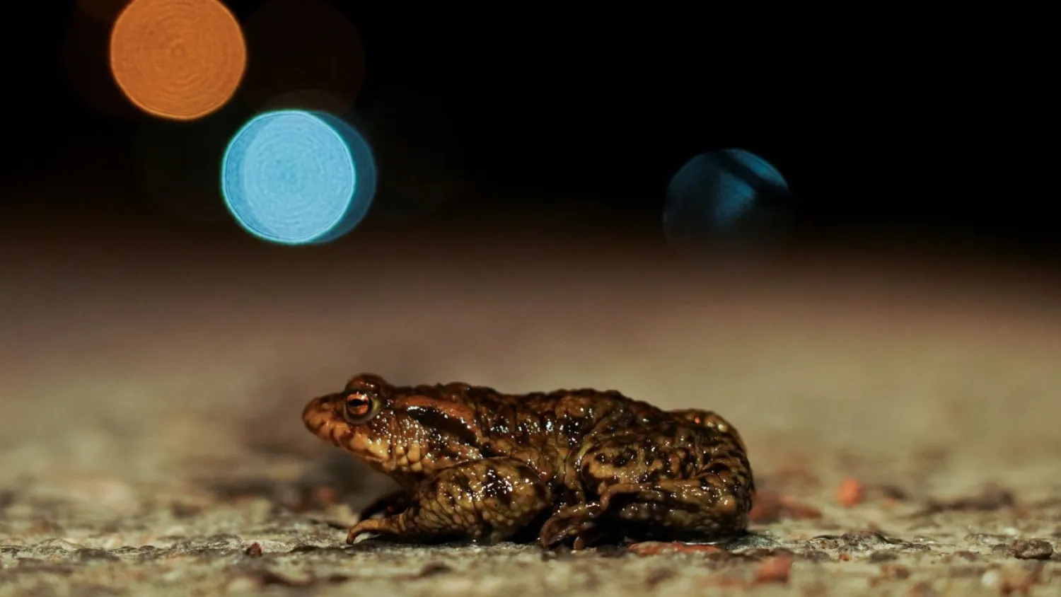 A toad is pictured on the road in Tallinn, Estonia April 13, 2021. REUTERS/Janis Laizans
