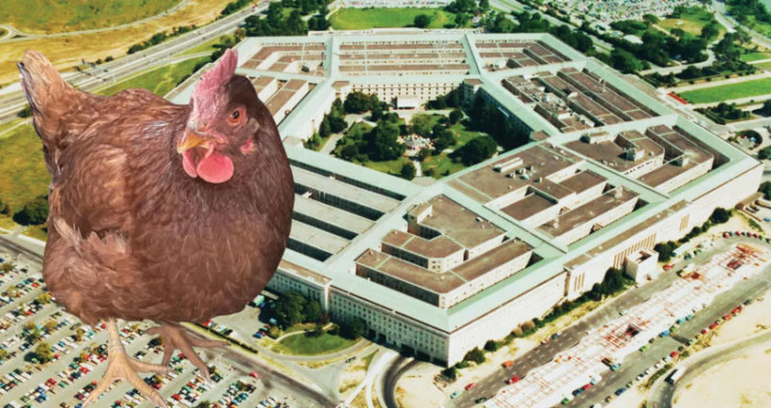 {دجاجة البنتاغون»: هل يمكن أن تكون جاسوسة؟  (ميليتري تايمز)