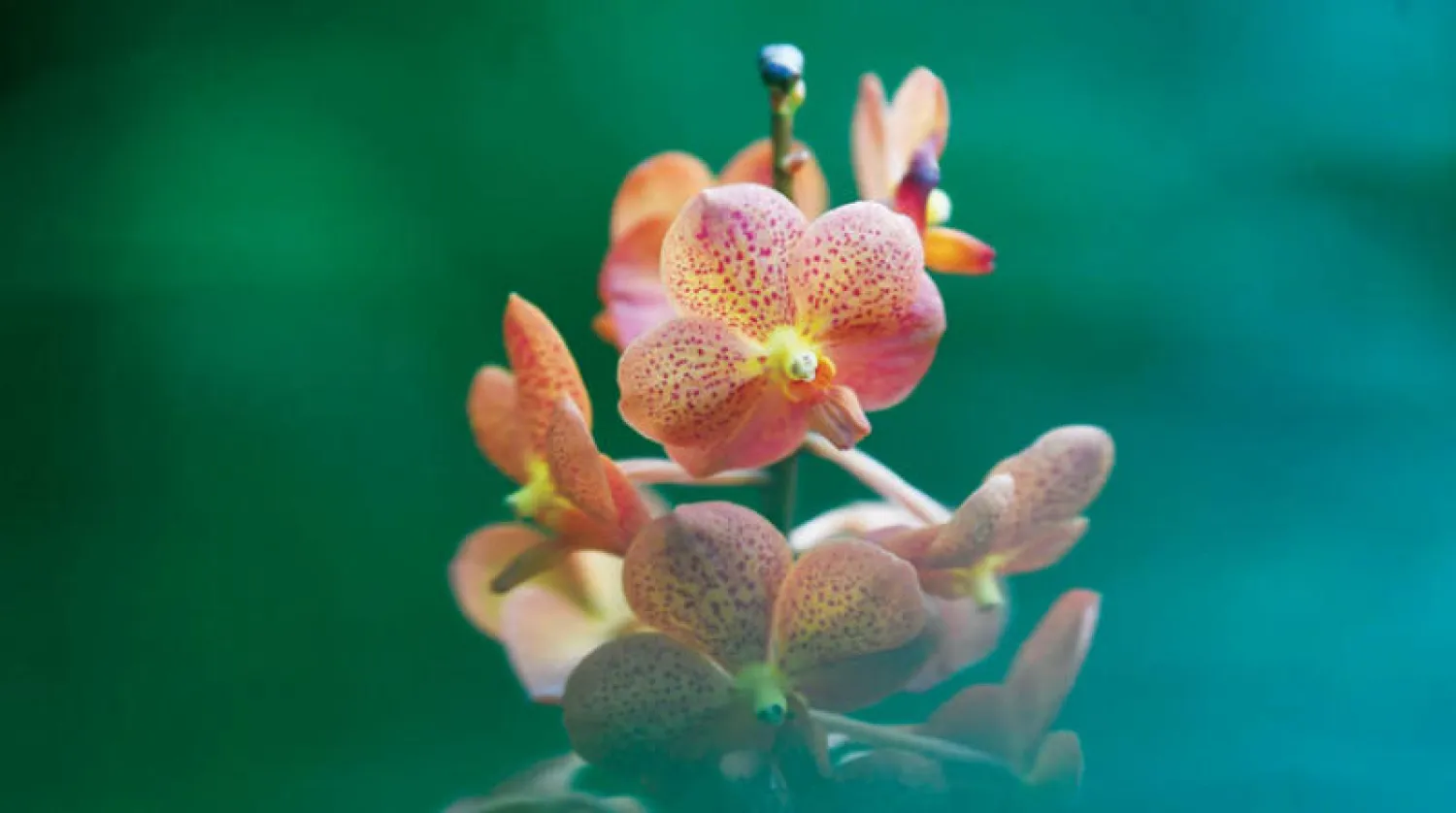 زهرة أوركيد فاندا ضمن معروضات مهرجان حدائق كيو الملكية (إ.ب.أ)