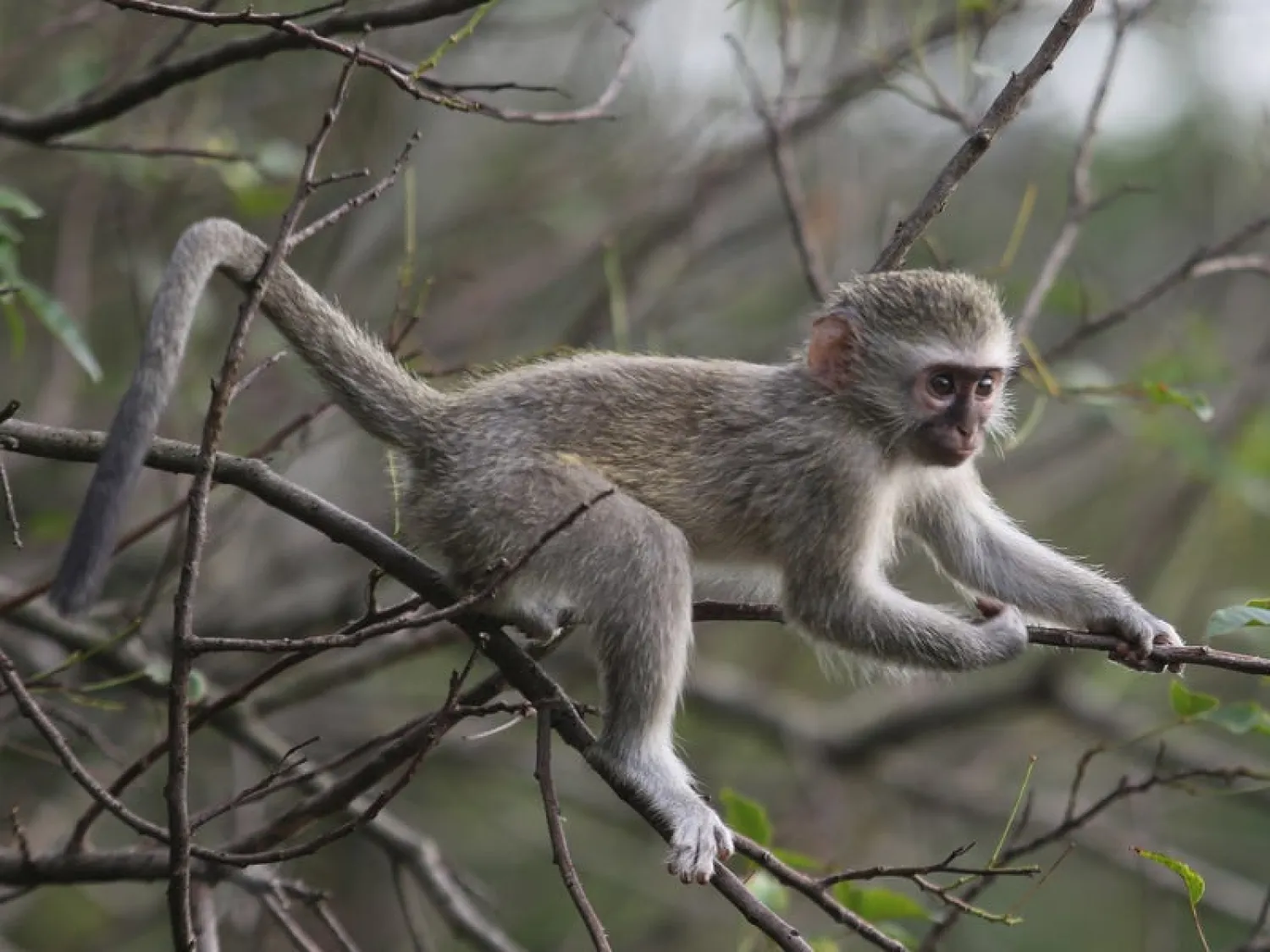 In this photo taken Monday, Feb. 15, 2016 a vervet monkey climbs in a tree at the Treetop Lodge in the Hluhluwe–Imfolozi Park in the KwaZula province, South Africa. Denis 
Farrell/AP