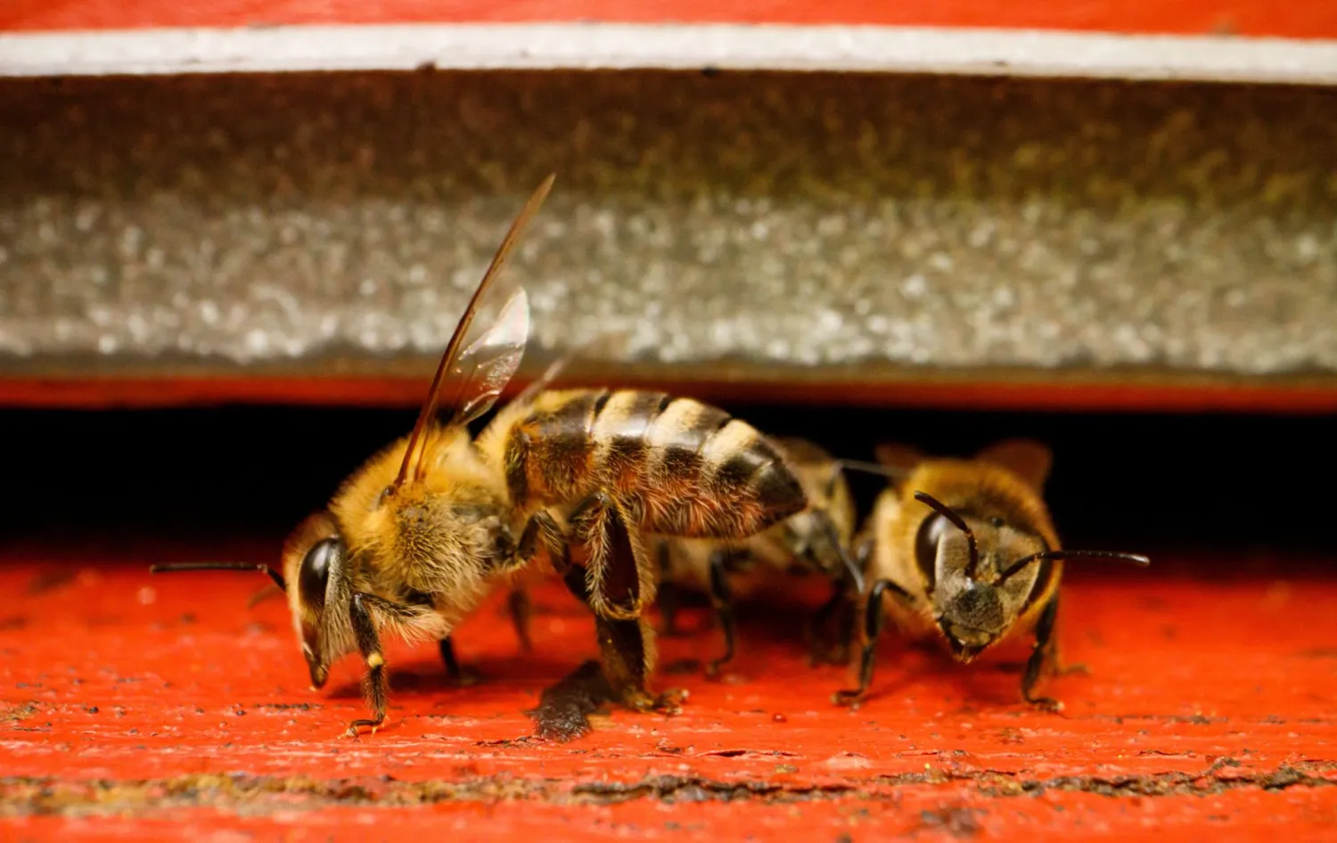 Bees are seen in front of a hive in "Bee hotel with five stars"
in Garesnica, Croatia, August 23, 2021. REUTERS/Antonio Bronic