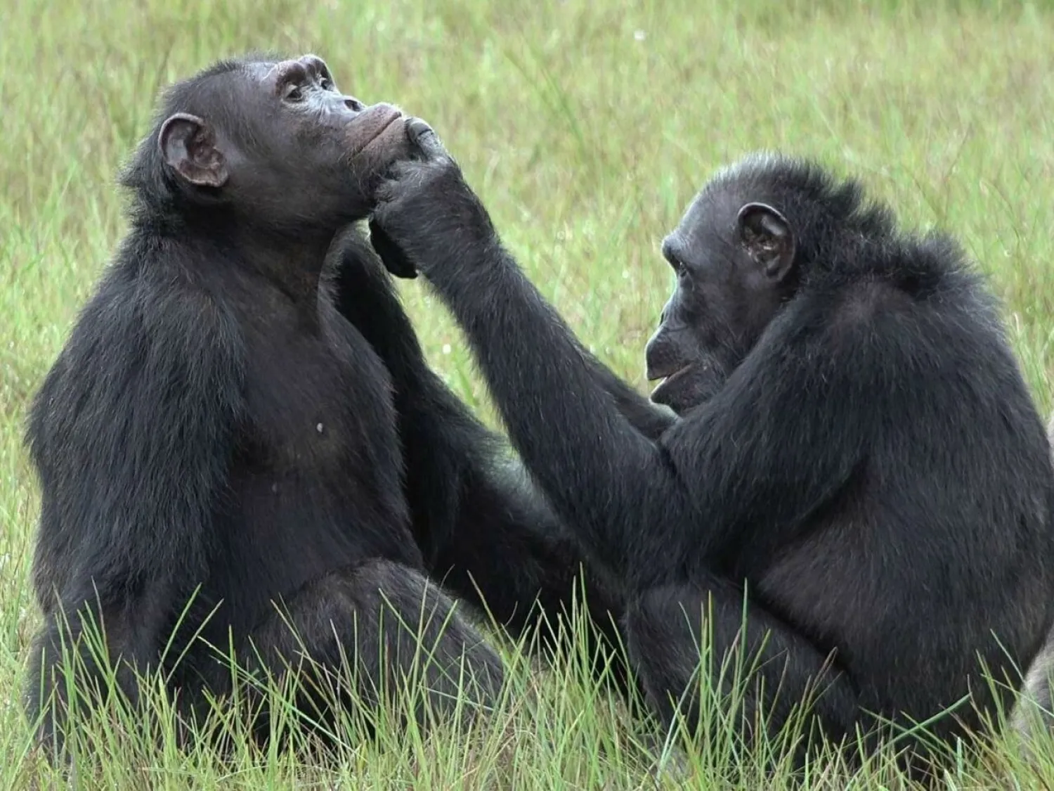 A female chimpanzee helps an adult male in Loango National Park, Gabon, in an undated photo taken by researcher Tobias Deschner Tobias Deschner AFP/File
