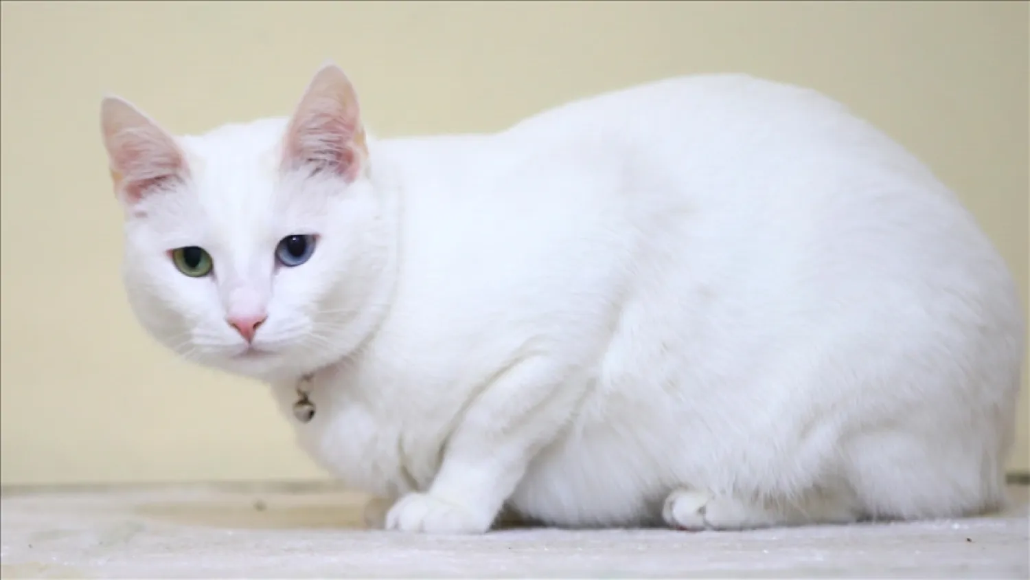 AA