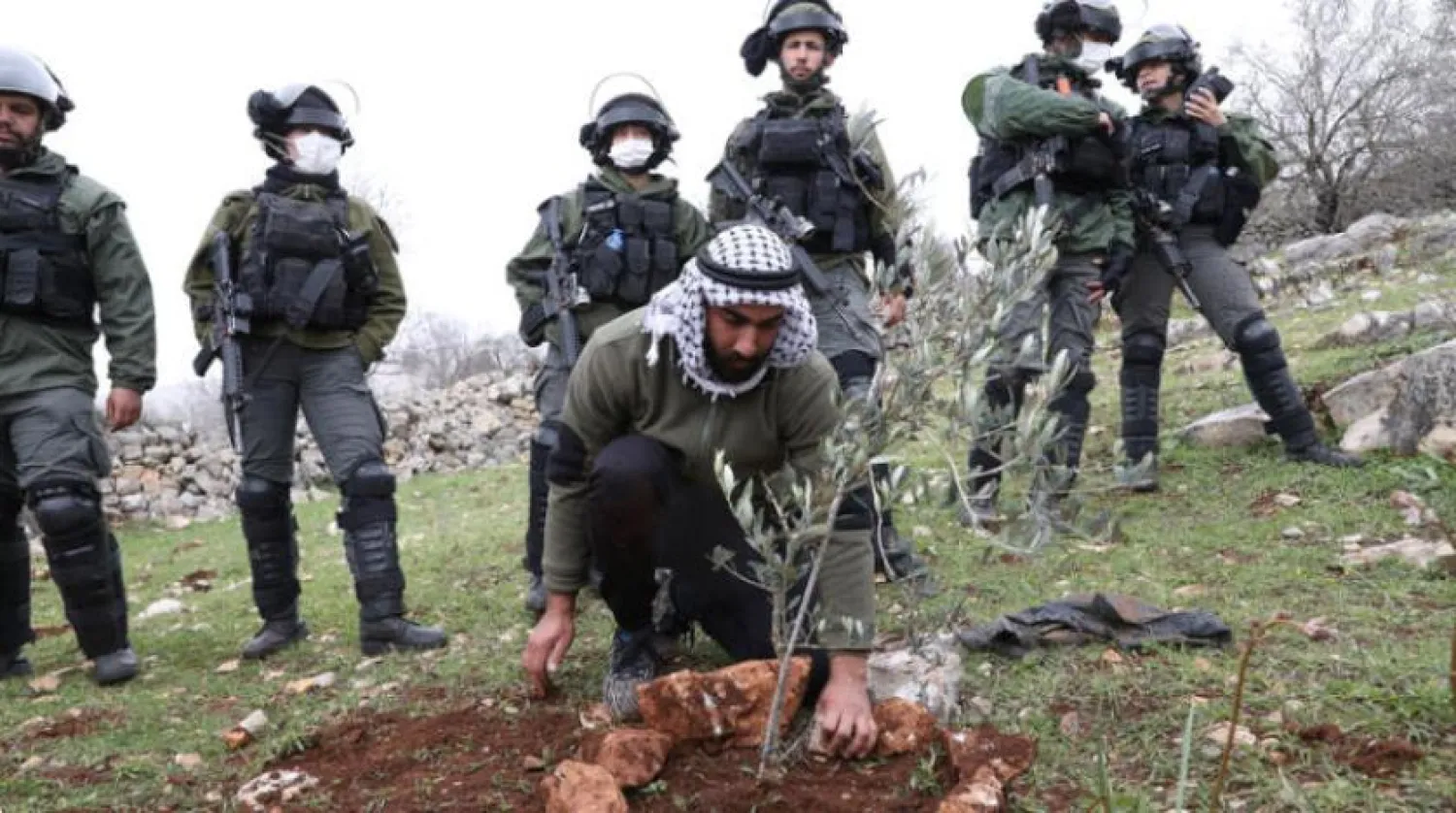 4 Şubat'ta Batı Şeria'nın Nablus kenti yakınlarında etrafı İsrail askerleri tarafından çevrili halde zeytin ağacı diken Filistinli bir adam (EPA)