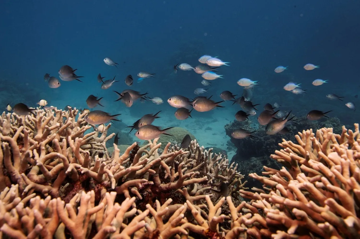 A school of fish swim above a staghorn coral colony as it grows on the Great Barrier Reef off the coast of Cairns, Australia October 25, 2019. (Reuters)