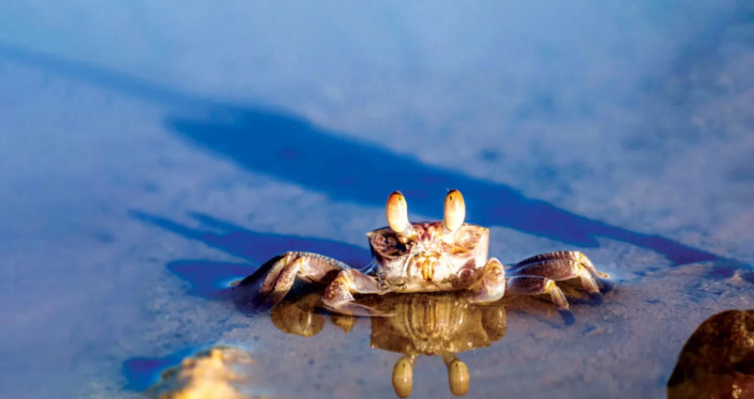 طورت سمكة «الزناد-تيتان» من قدرتها على صيد سرطانات الشبح على حافة الشاطئ