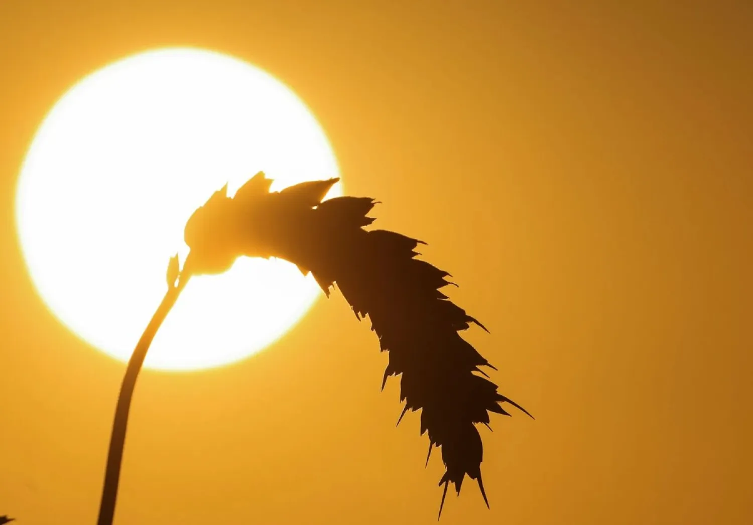 An ear of wheat is seen during sunset in a field in Paillencourt, northern France, July 20, 2020. (Reuters)