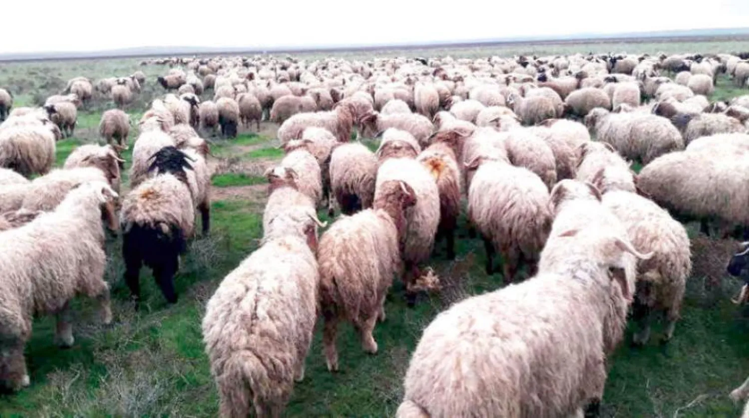 Suriye'deki yem kıtlığı hayvan yetiştiricileri için bir felakete dönüştü