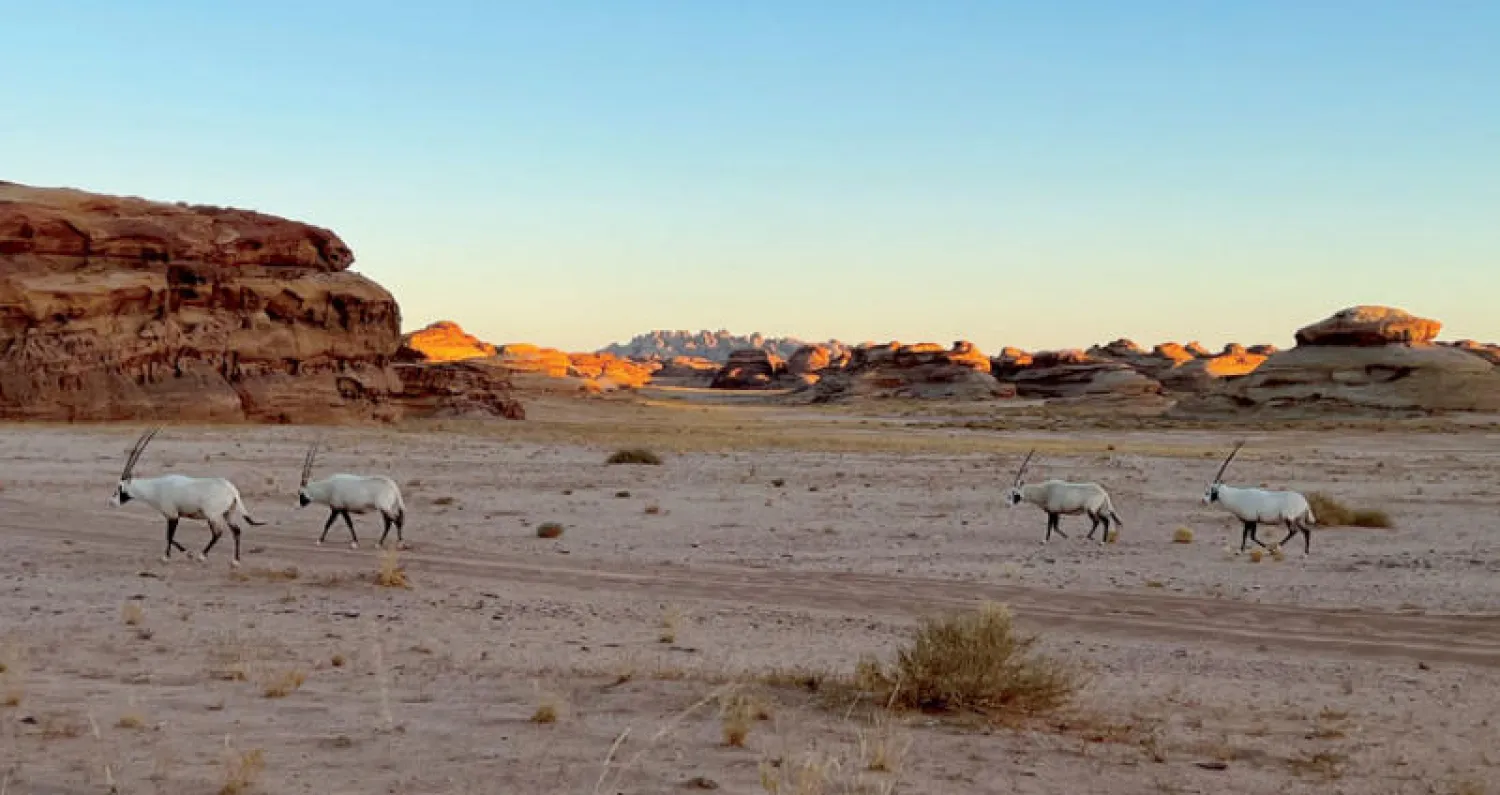 حيوانات برية في محمية شرعان الطبيعية بالعُلا (الشرق الأوسط)