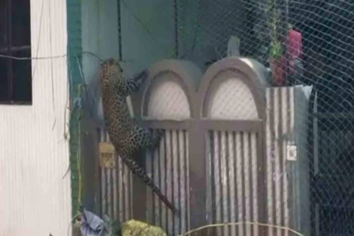 Leopar gün boyunca paniğe yol açtı (Twitter)

