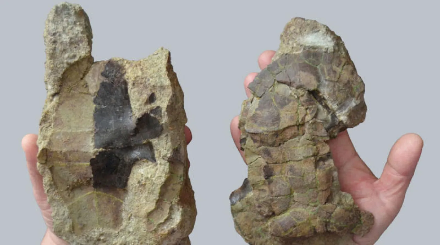 أجزاء من حفرية سلحفاة «دورتوكا فريميري» (الفريق البحثي)