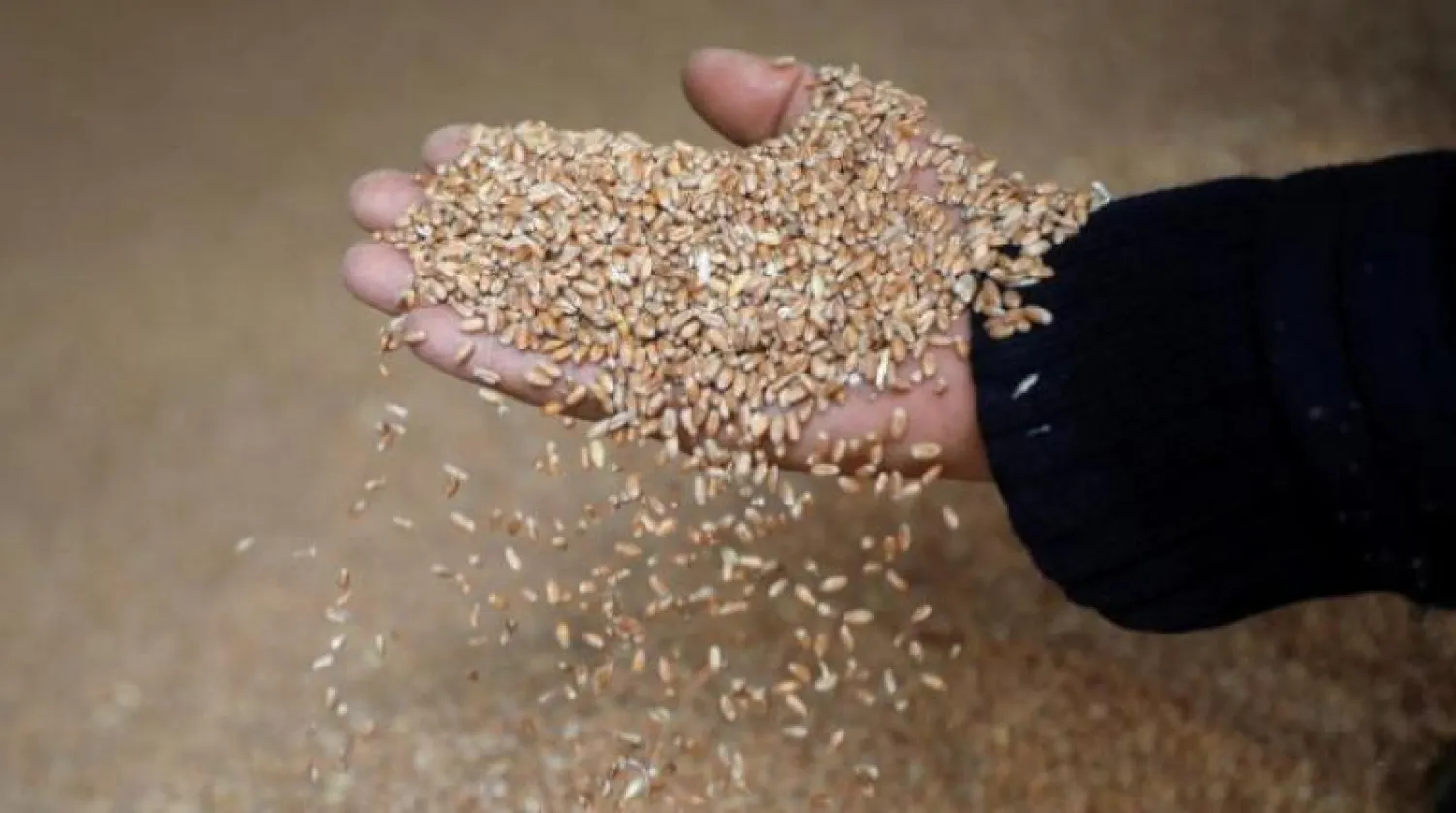 أوكرانيا من بين كبار منتجي ومصدري القمح في العالم (رويترز)