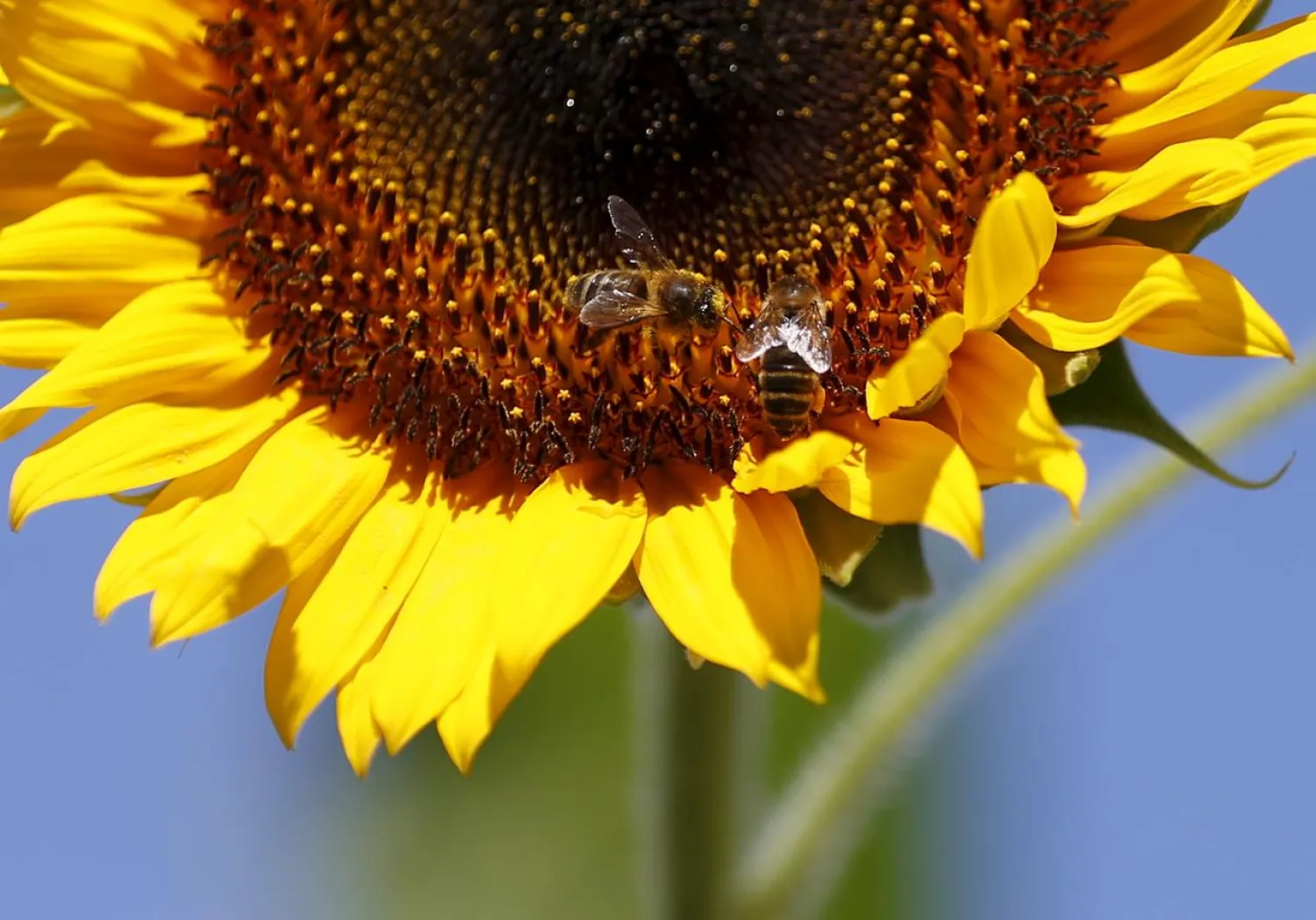 Bees are seen gathering pollen on a large sunflower, part of a labyrinth made of some 8,000 sunflowers in Mons, Belgium. REUTERS/Francois Lenoir