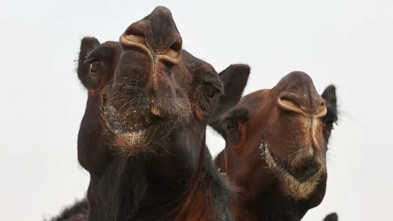 Qatar held an international camel festival this week. (AFP)