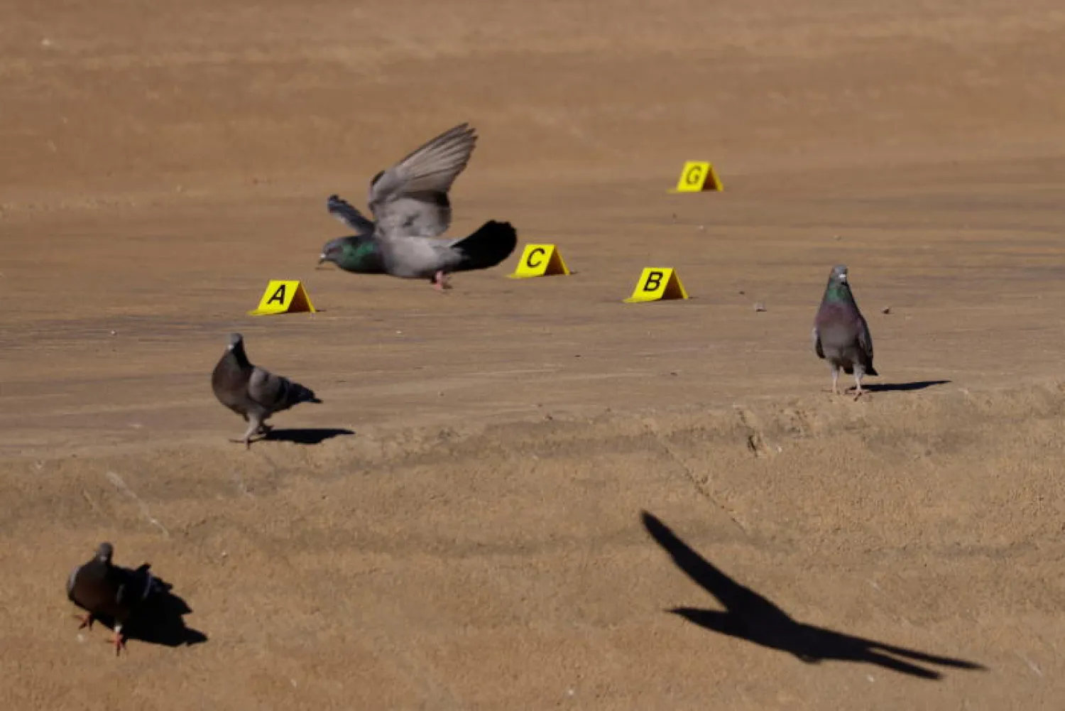 نقل الأمراض بواسطة الطيور إلى روسيا (رويترز)