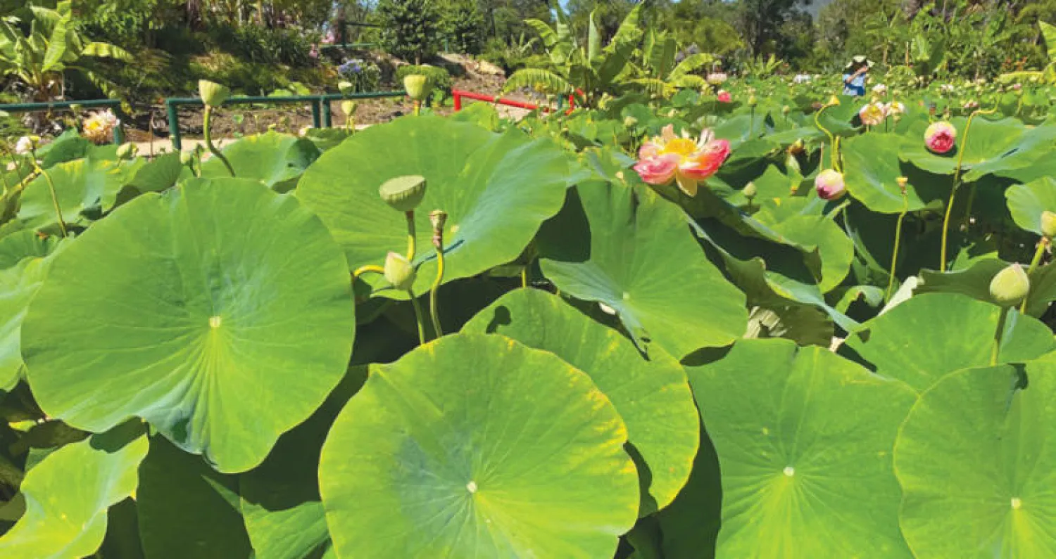 الباحثون استوحوا فكرة البلاستيك الحيوي من أوراق اللوتس  (المعهد الملكي للتكنولوجيا بأستراليا)