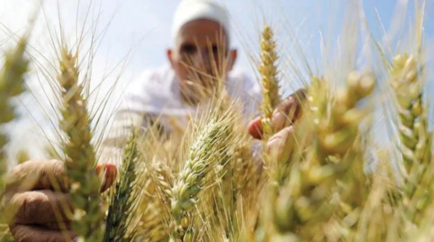 A wheat farmer in Egypt. (Reuters file photo)
