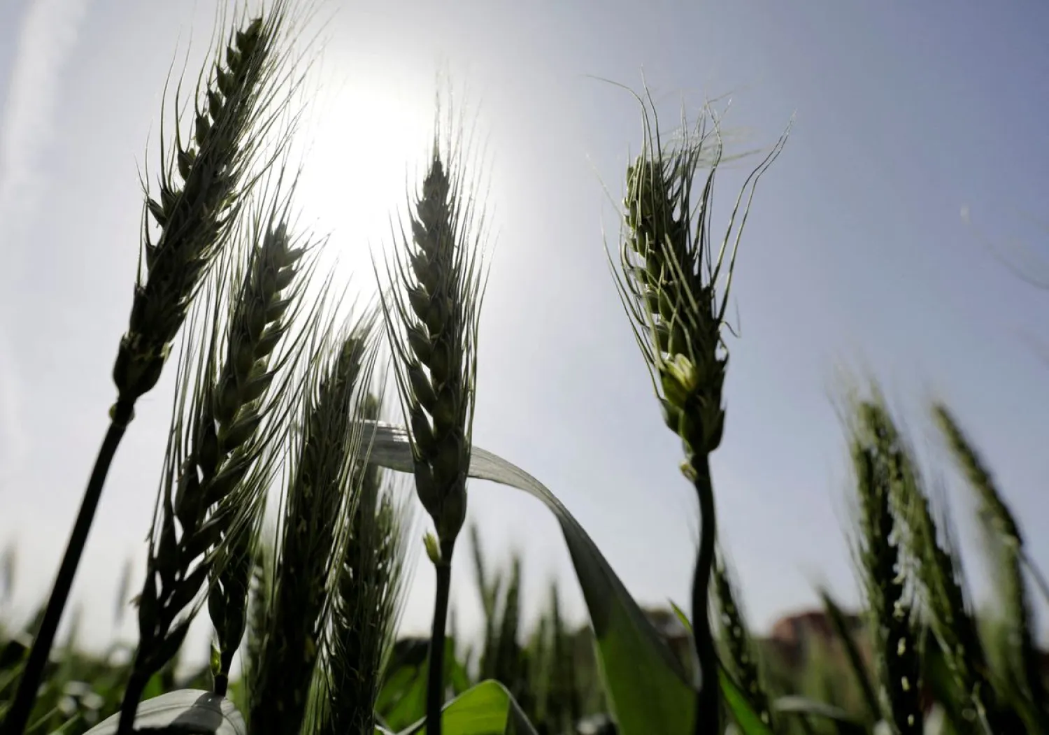 Stalks of wheat are seen at a field in El-Kalubia governorate, northeast of Cairo, March 1, 2022. REUTERS/Mohamed Abd El Ghany/File Photo