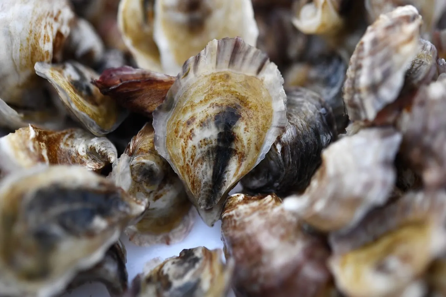 Almost two third of French clams are caught along the Normandy coast. (AFP)