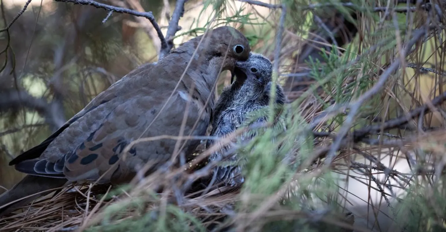 A mourning dove feeds her squabs in their nest in Pasadena, California, US, September 1, 2020. (Reuters)