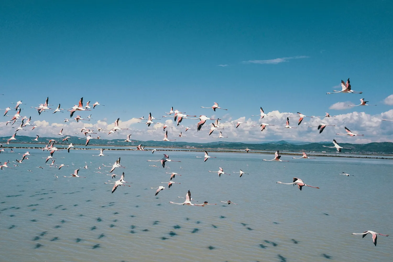 Flamingos fly in Narta Lagoon, about 140 kilometers (90 miles)
southwest of the Albanian capital of Tirana, May 2, 2020. (AP Photo)
