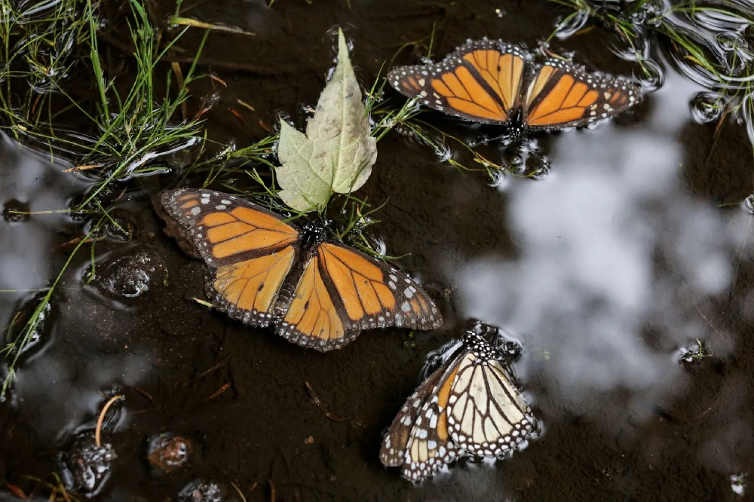 Monarch butterflies are seen in a puddle at El Rosario sanctuary for monarch butterflies in the western state of Michoacan, near Ocampo, Mexico February 3, 2020. (Reuters)