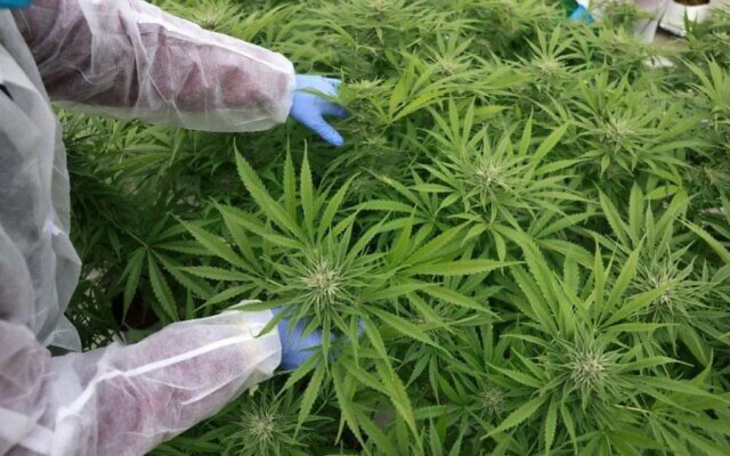 نبتة القُنّب (أرشيفية - أ.ف.ب)