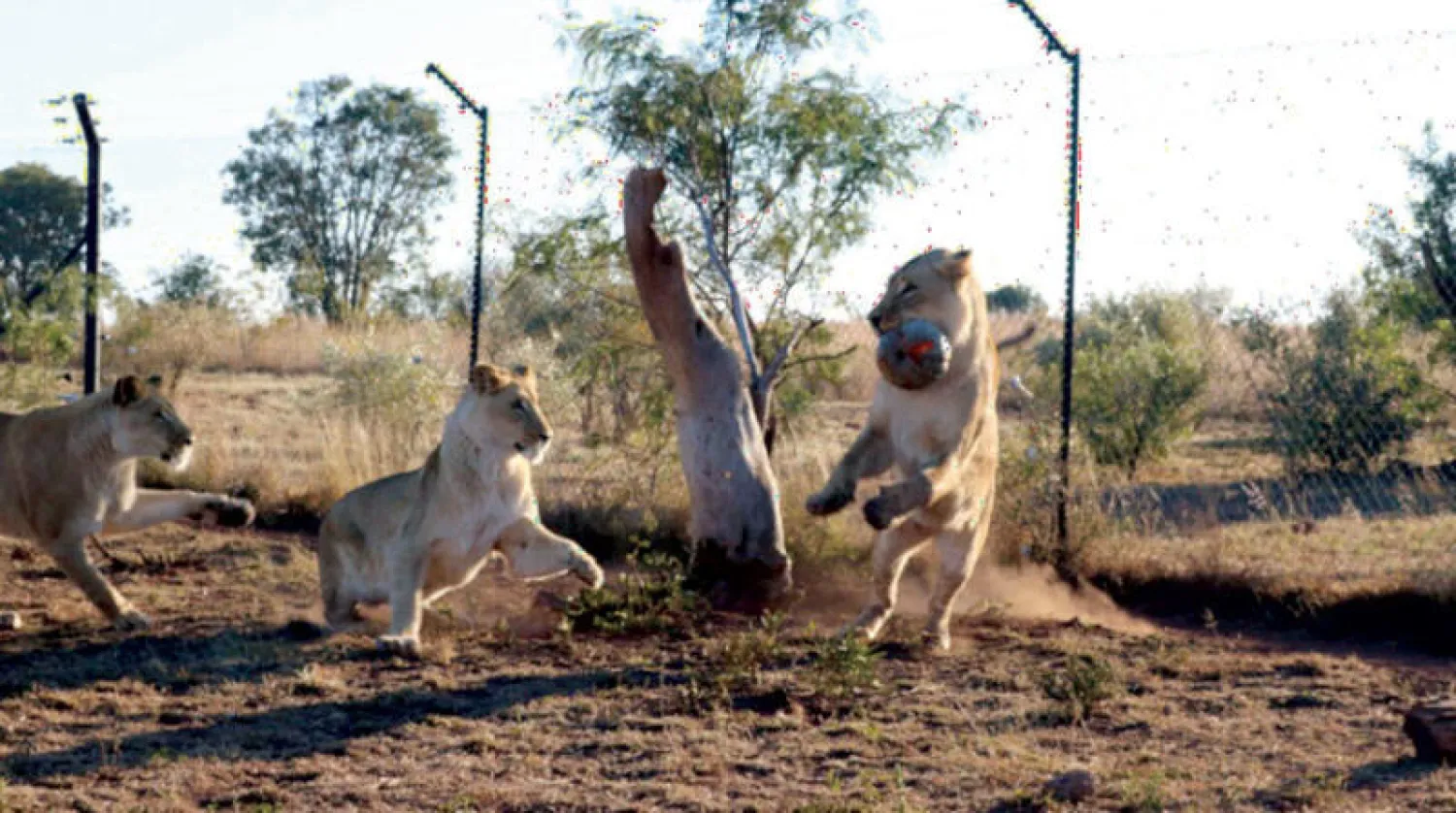 الأسود تلعب بلعبة اليقطين بعد العلاج بالأوكسيتوسين (الباحثة بوركهارت)