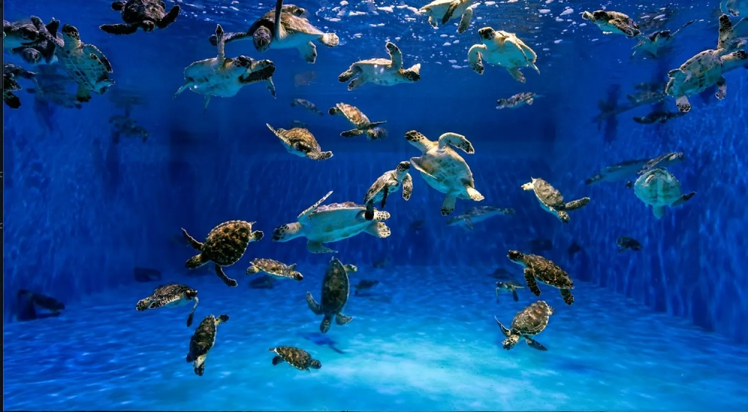 The Environment Agency - Abu Dhabi (EAD) has rescued over 200 sea turtles since the start of the new year. (WAM)