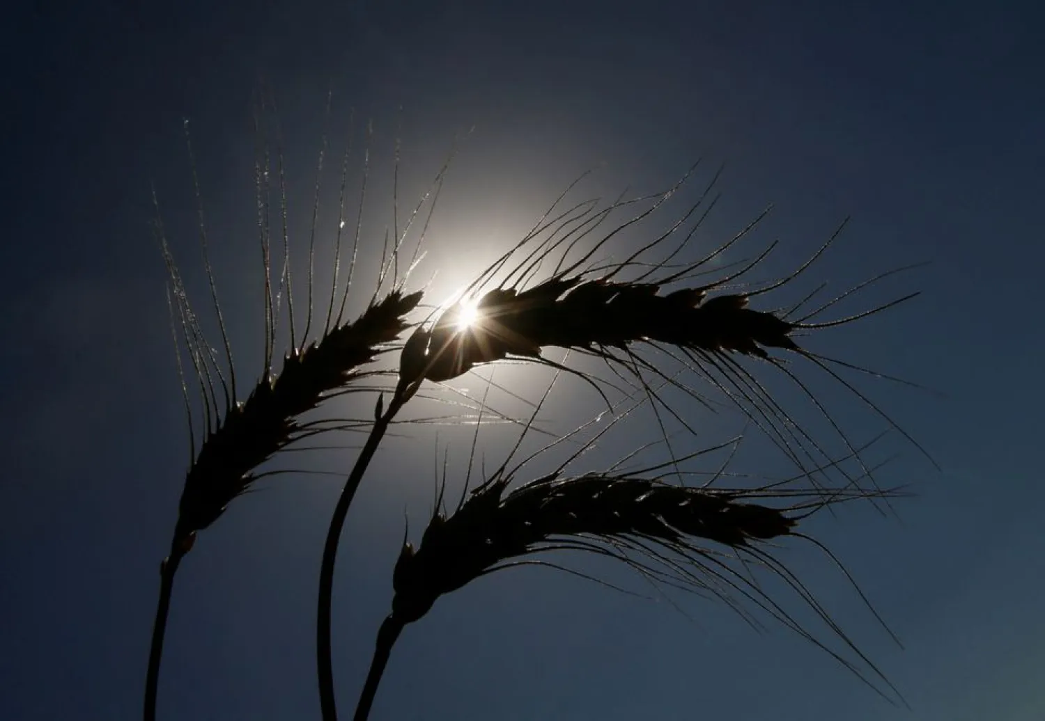 Ears of wheat are seen in a field near the village of Zhovtneve, Ukraine, July 14, 2016. (Reuters)