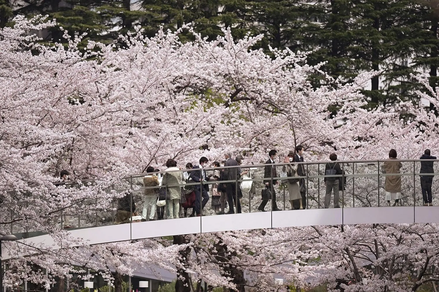 Visitors view seasonal cherry blossoms from a pedestrian bridge in the Roppongi district, Thursday, March 31, 2022, in Tokyo. (AP)