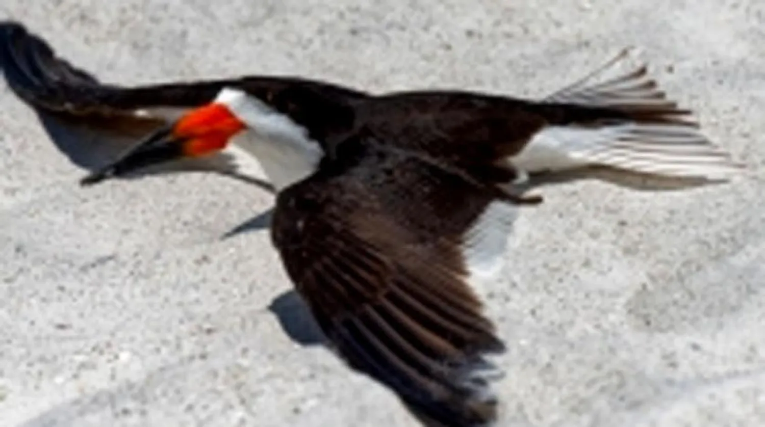 Kanatları kırılmış gibi gösteren bir kuş (Shutter Stock)