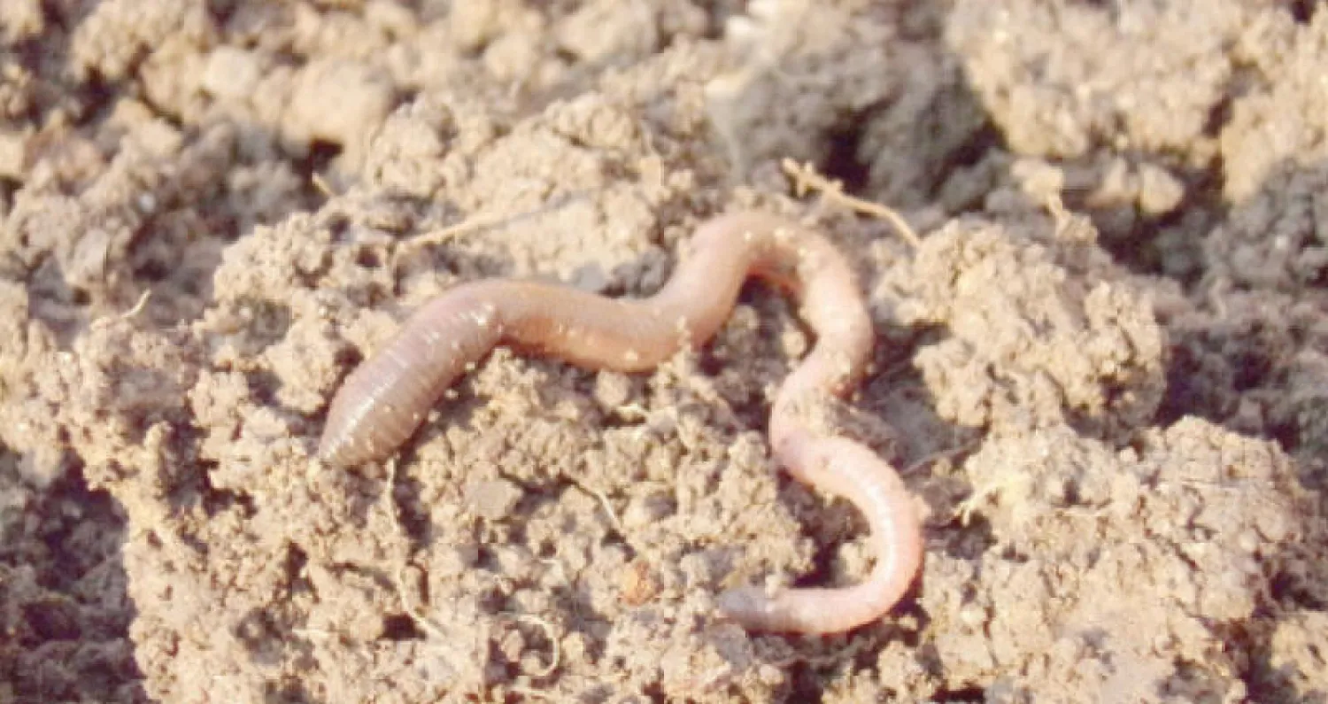 «ديدان الأرض» بديلاً عن الأسمدة الصناعية