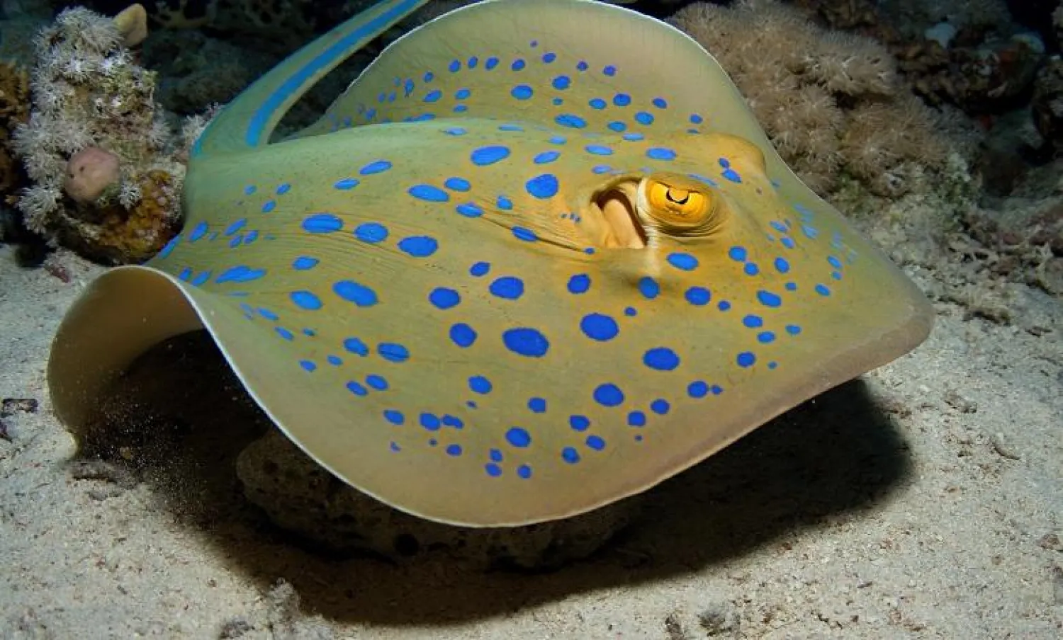 سمكة الراي تتمتع بموهبة الحساب (أرشيفية)