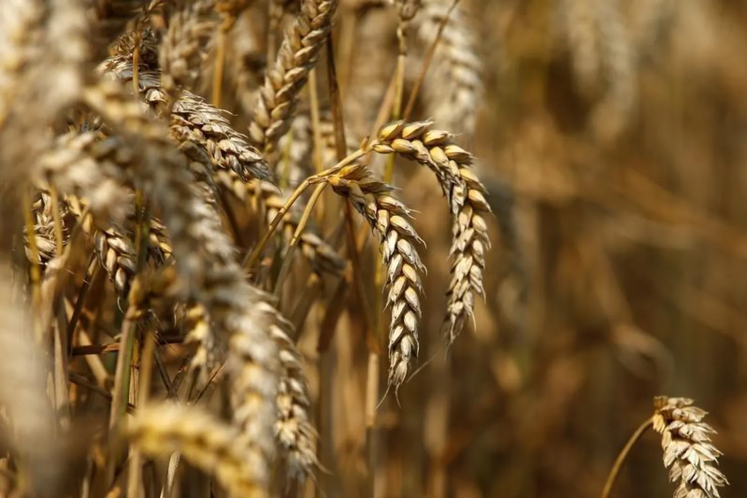 A field of unharvested wheat is seen in Beaucamps-le-Vieux, northern France, July 31, 2014. (Reuters)