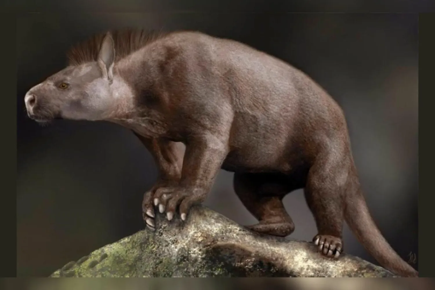 Yaklaşık 65 milyon yıl önce yaşamış toynaklı benzeri bir memeli olan Paleosen periptychid condylarth'ın canlandırması (Sarah Shelley)

