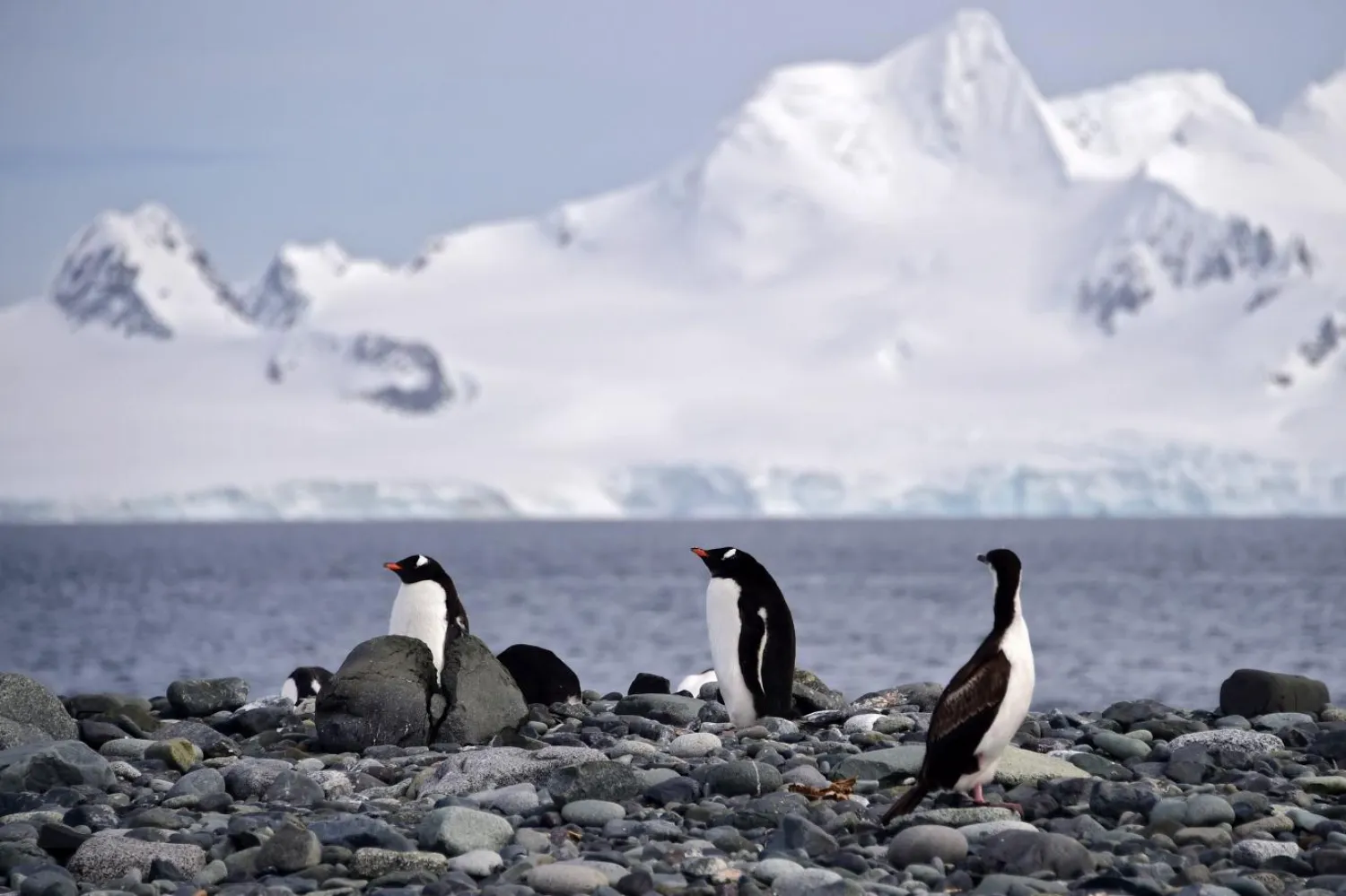 Antartika'daki Gentoo penguenleri yeni çalışma arkadaşlarınız olabilir (AFP)

