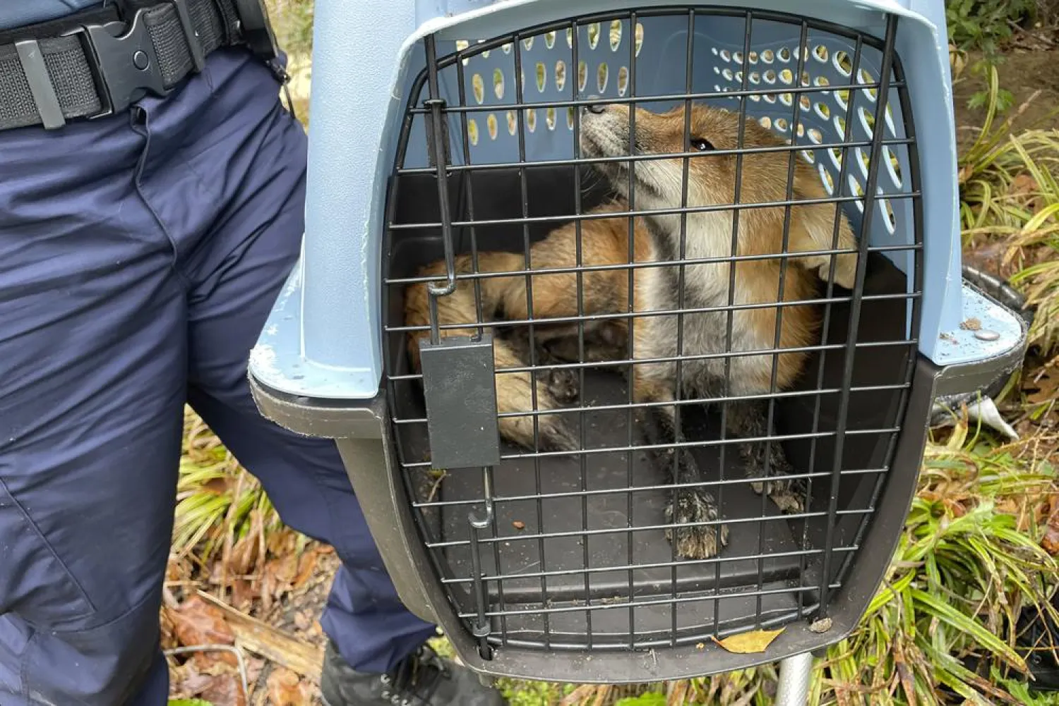 In his image provided by US Capitol Police, a fox looks out from a cage after being captured on the grounds of the US Capitol on Tuesday, April 5, 2022, in Washington. (US Capitol Police via AP)
