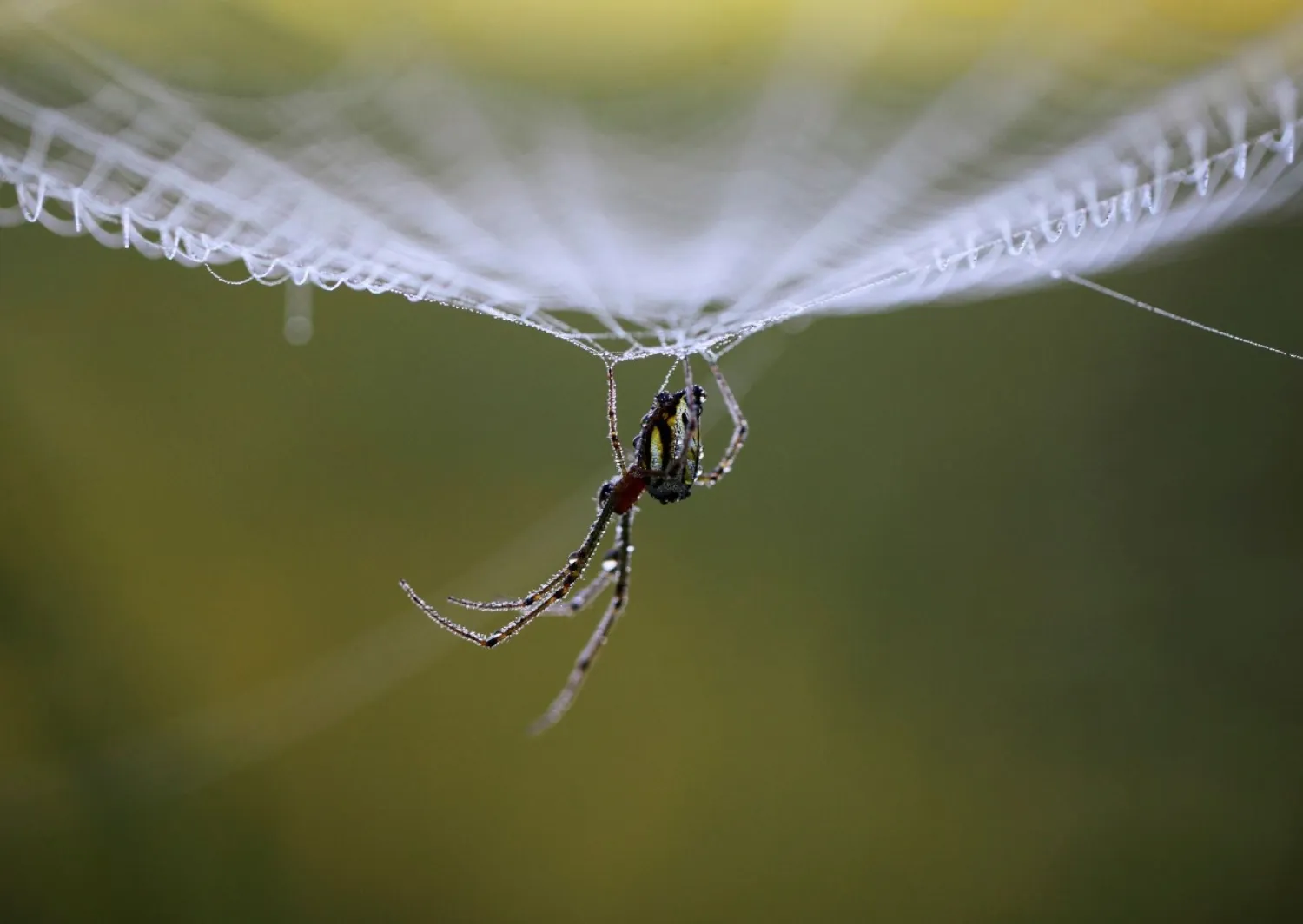 Dewdrops gather on a spider as it rests on its web in the early morning in Lalitpur, Nepal October 11, 2011. REUTERS/Navesh Chitrakar/File Photo