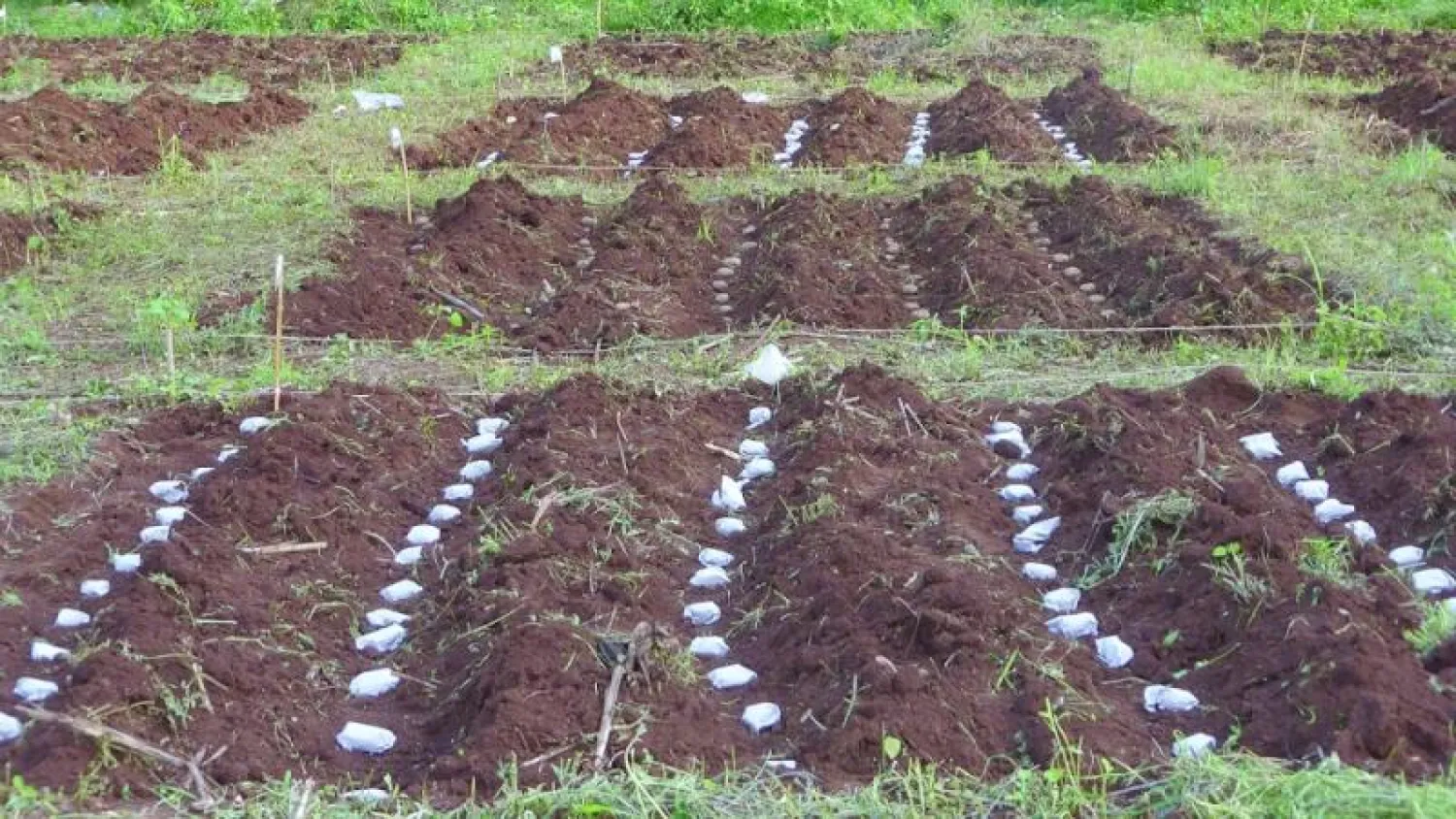 حقل بطاطس في كينيا استخدم التقنية الجديدة (الفريق البحثي)