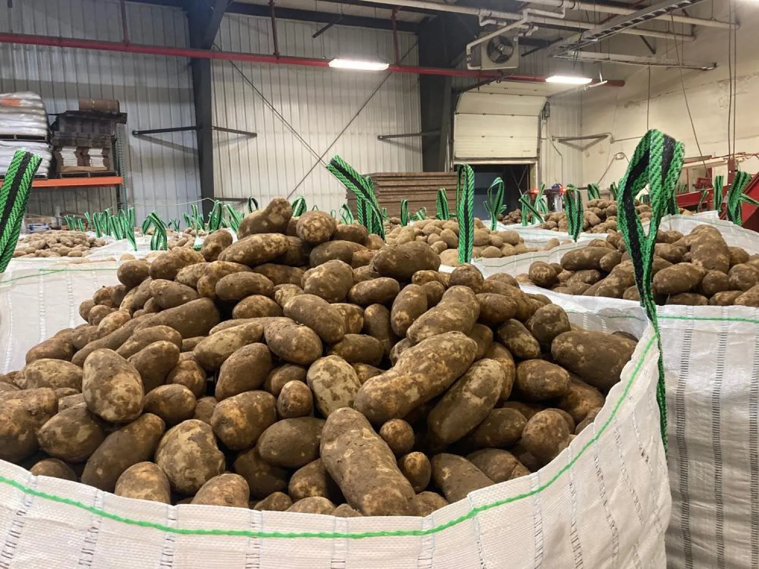 In this photo provided Jay LaJoie, russet potatoes produced by
Maine growers are packaged to be loaded on a rail car headed for
Washington State, at a warehouse owned by LaJoie Growers LLC, in Van
Buren, Maine, Jan. 17, 2022. (Jay LaJoie via AP)