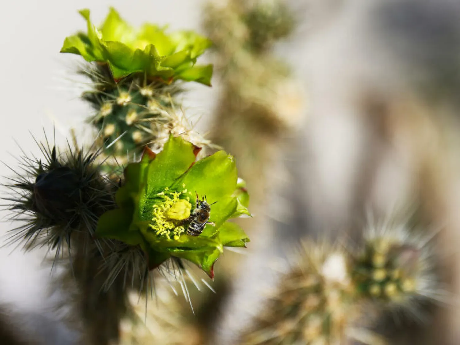 هذا النبات يتعرض حالياً للخطر خصوصاً جراء التوسع في الزراعة وتدهور بيئته الطبيعية (أ.ف.ب)