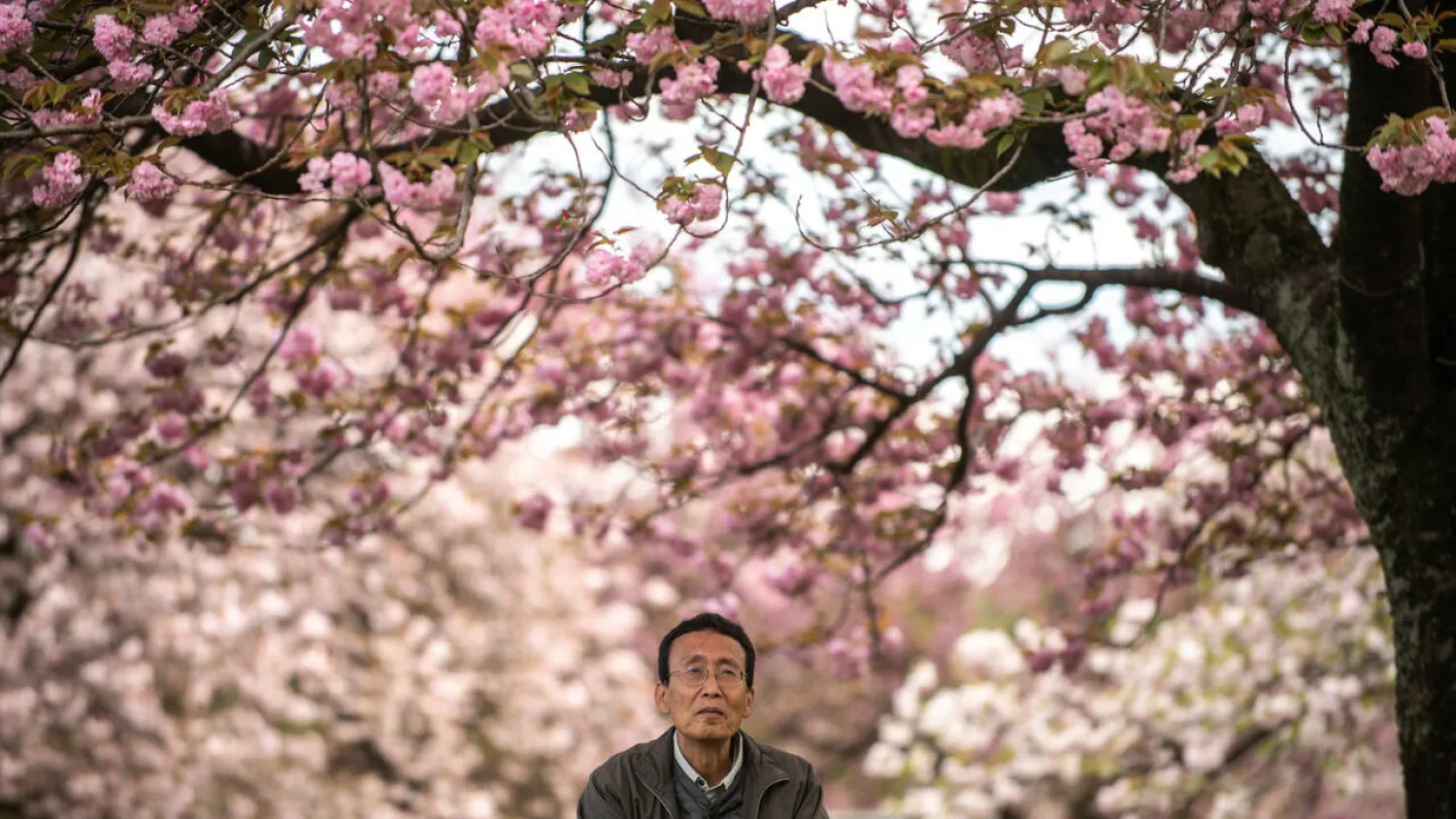 Hideaki Tanaka is trying to popularize other strains of cherry blossom. Philip FONG AFP
