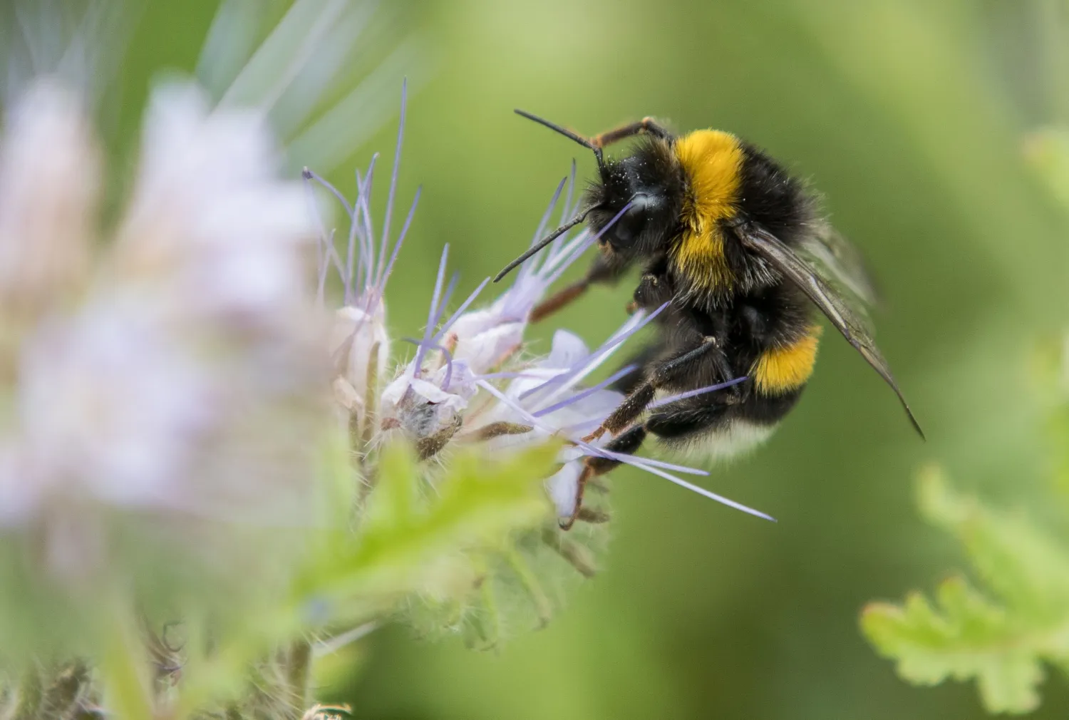 This file photo, taken on July 13, 2017, shows a bumblebee collecting pollen from a flower near Pattensen, northern Germany. (AFP Photo)