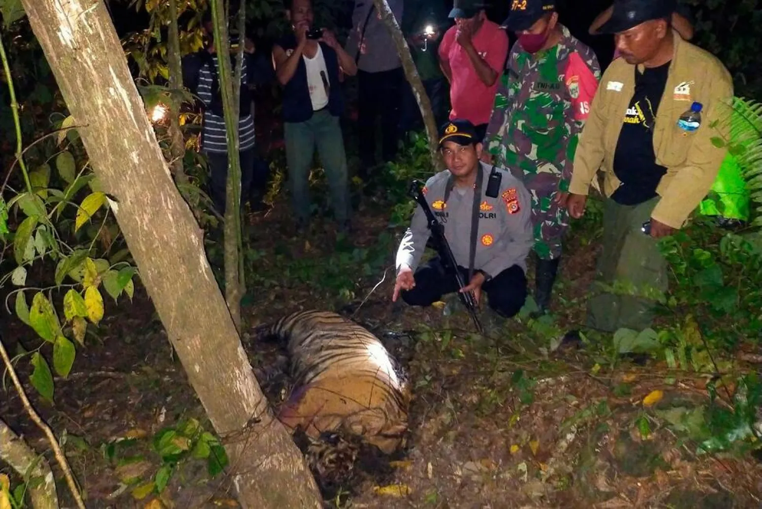 A police officer and local wildlife authorities show the carcass of one of three Sumatran tigers found dead after being caught in traps near near a palm oil plantation in East Aceh, Sunday, April 24, 2022. (AP)